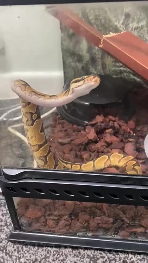 Python Snake reptiles for sale: Female ball python - Video 1
