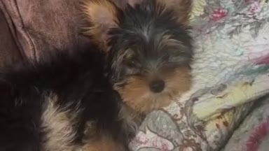 Yorkshire Terrier dogs for sale: Miniature Yorkshire Terrier  in Barnet - Video 1