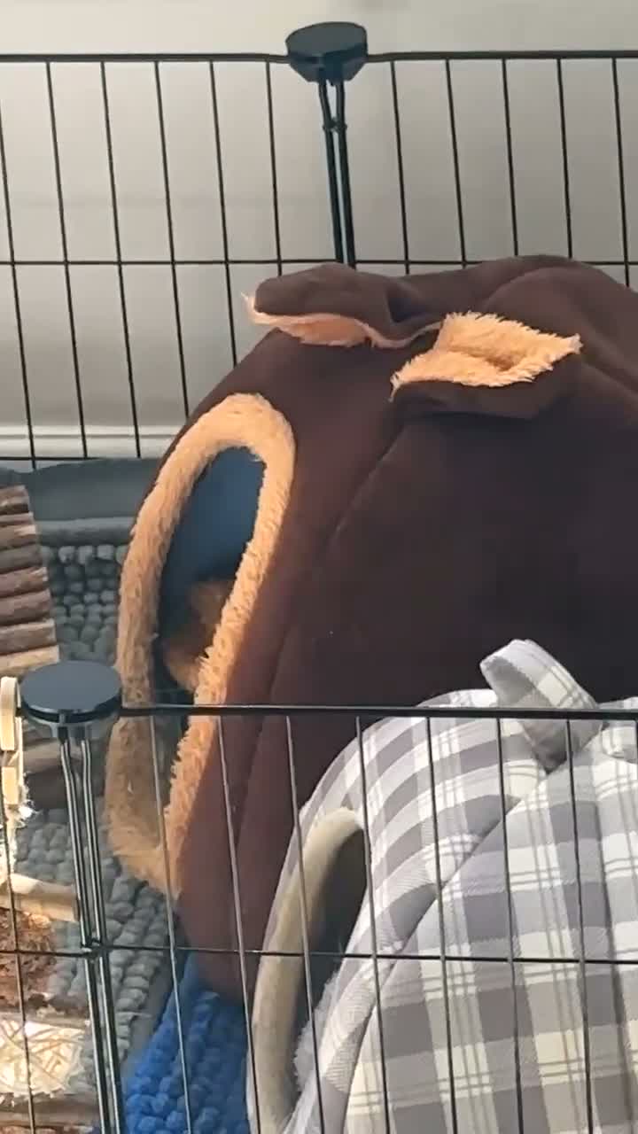 Guinea Pig rodents for sale: 2 Female Guinea pig sisters - Video 1