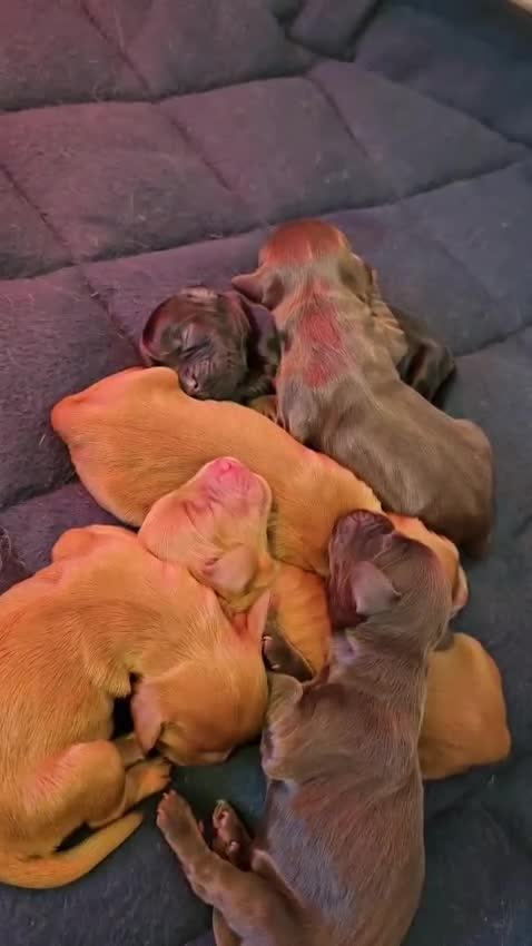 Cocker Spaniel dogs for sale: Working Cocker Spaniel's Puppies For Sale - Video 1