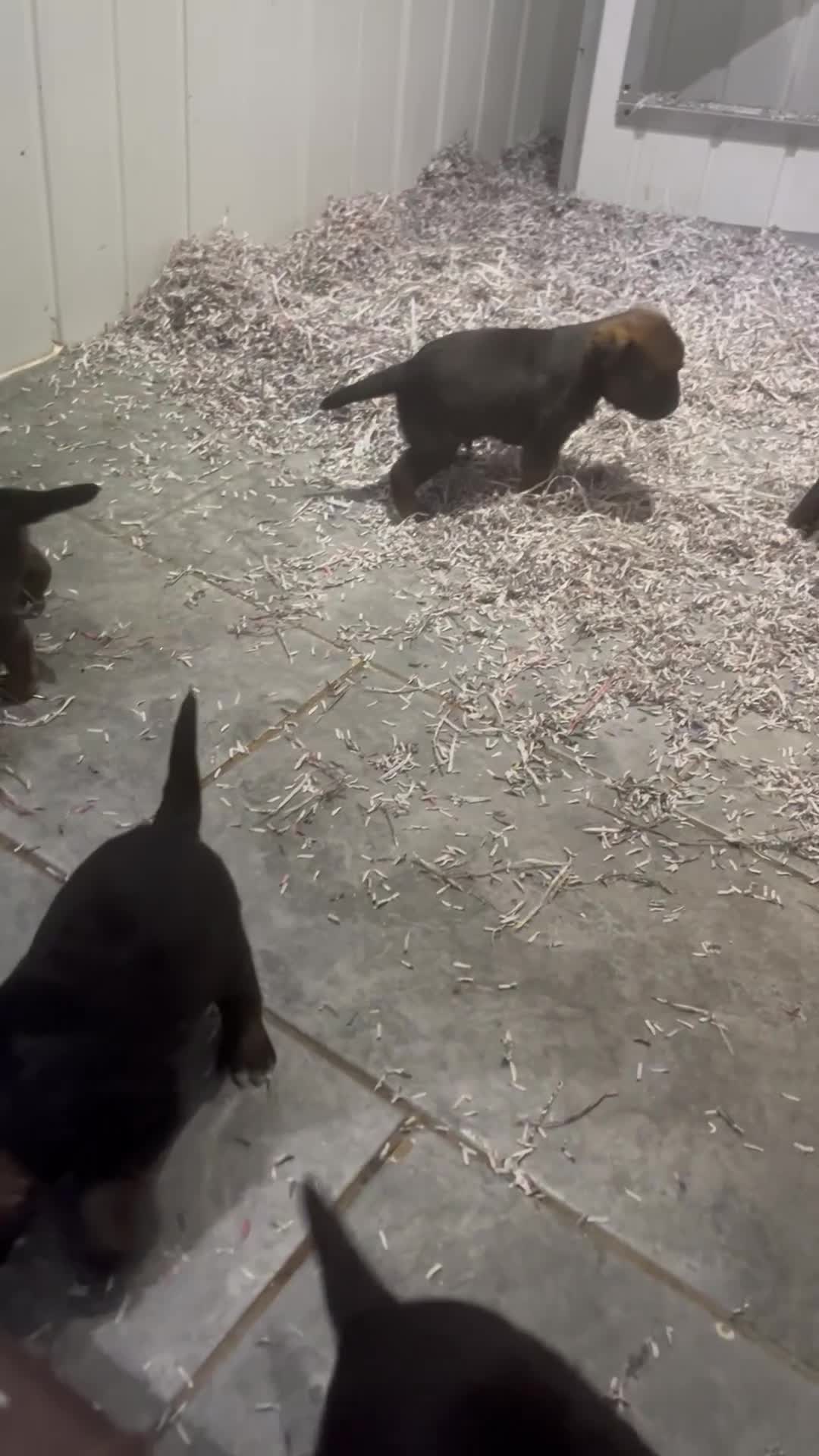 Border Terrier dogs for sale: KC reg Slem clear border terrier pups reg breeder - Video 1