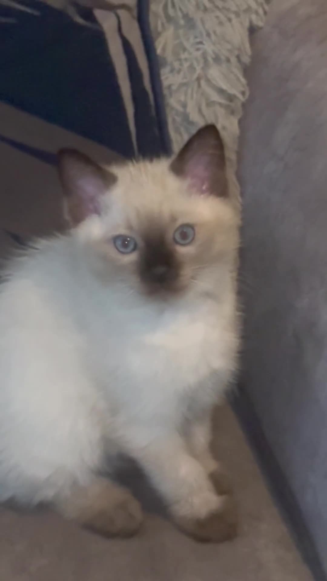 Ragdoll cats for sale: Beautiful RAGDOLL KITTENS  - Video 1