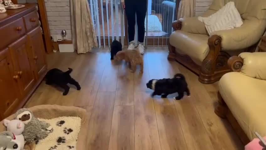 Cockapoo dogs for sale: Beautiful f1b cockapoo puppies  - Video 1