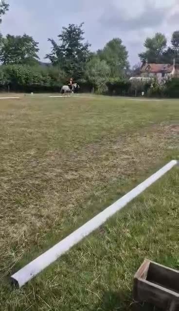 Irish Cob horses for sale: A cob looking for a job - Video 1