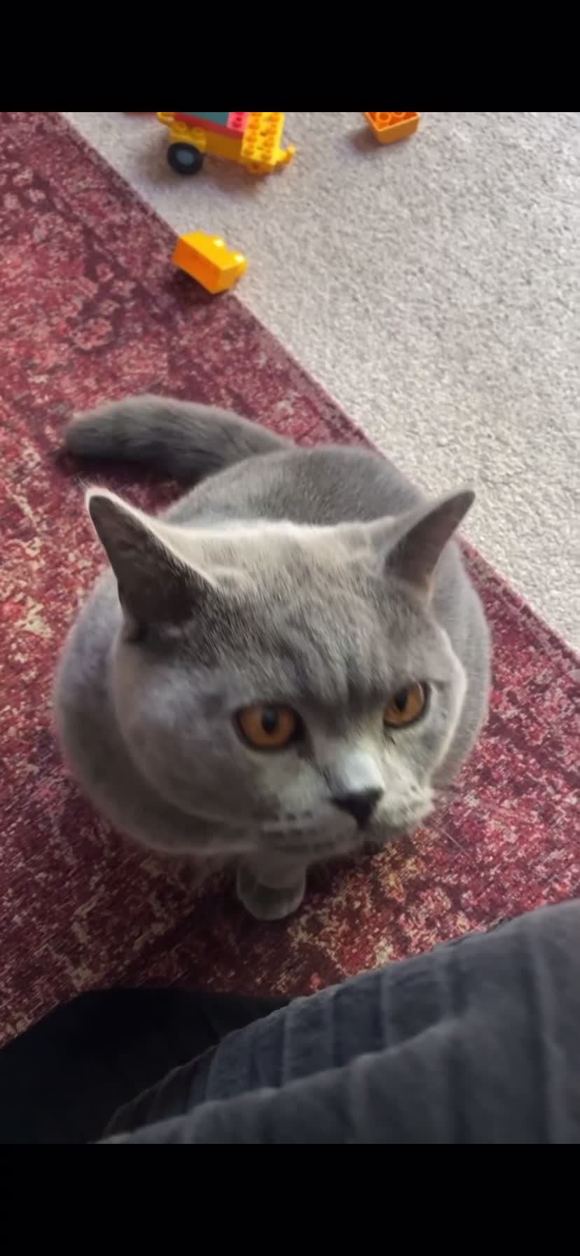 British Shorthair cats for sale: Male British Shorthair 1yr old (CHAMPA) - Video 1