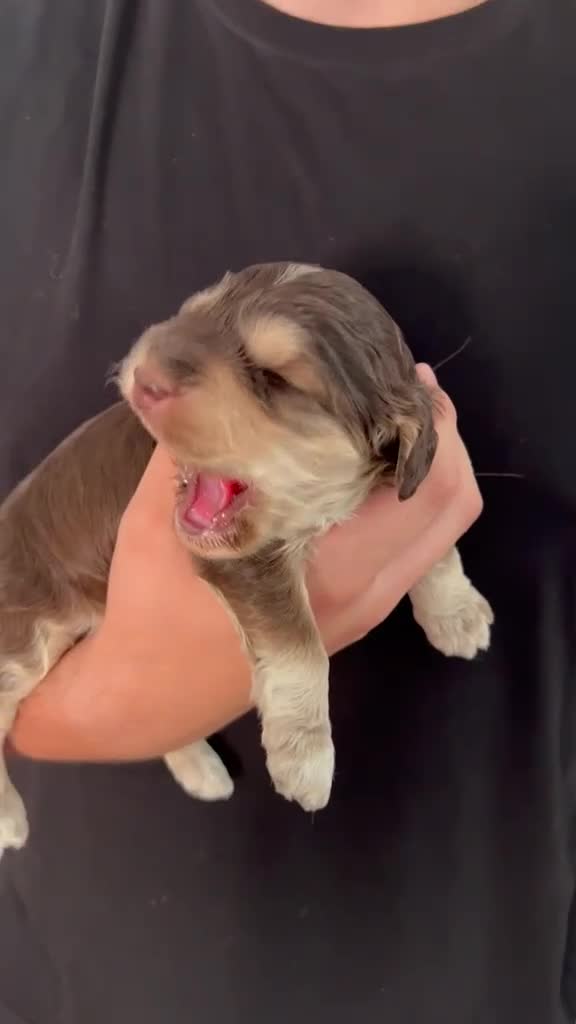 Cockapoo dogs for sale: F1 Cockapoo’s Health tested parents - Video 2