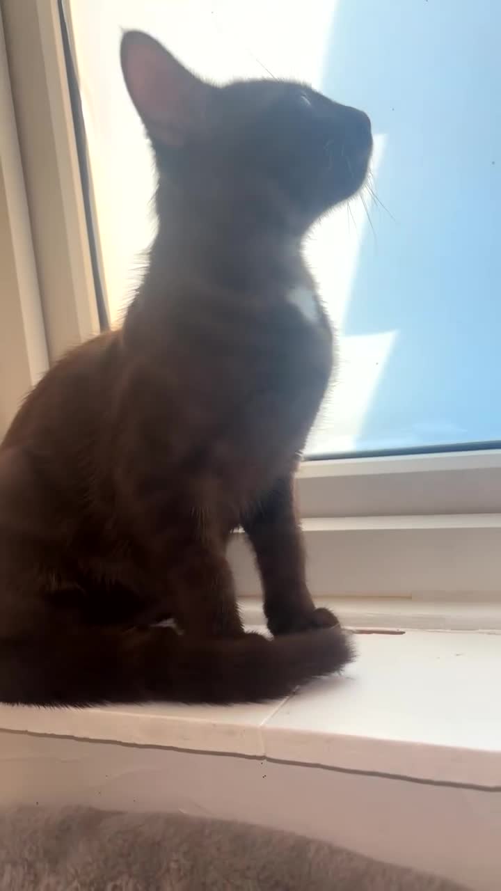 Bengal cats for sale: *RARE* Chocolate Mainecoon cross boys - Video 1