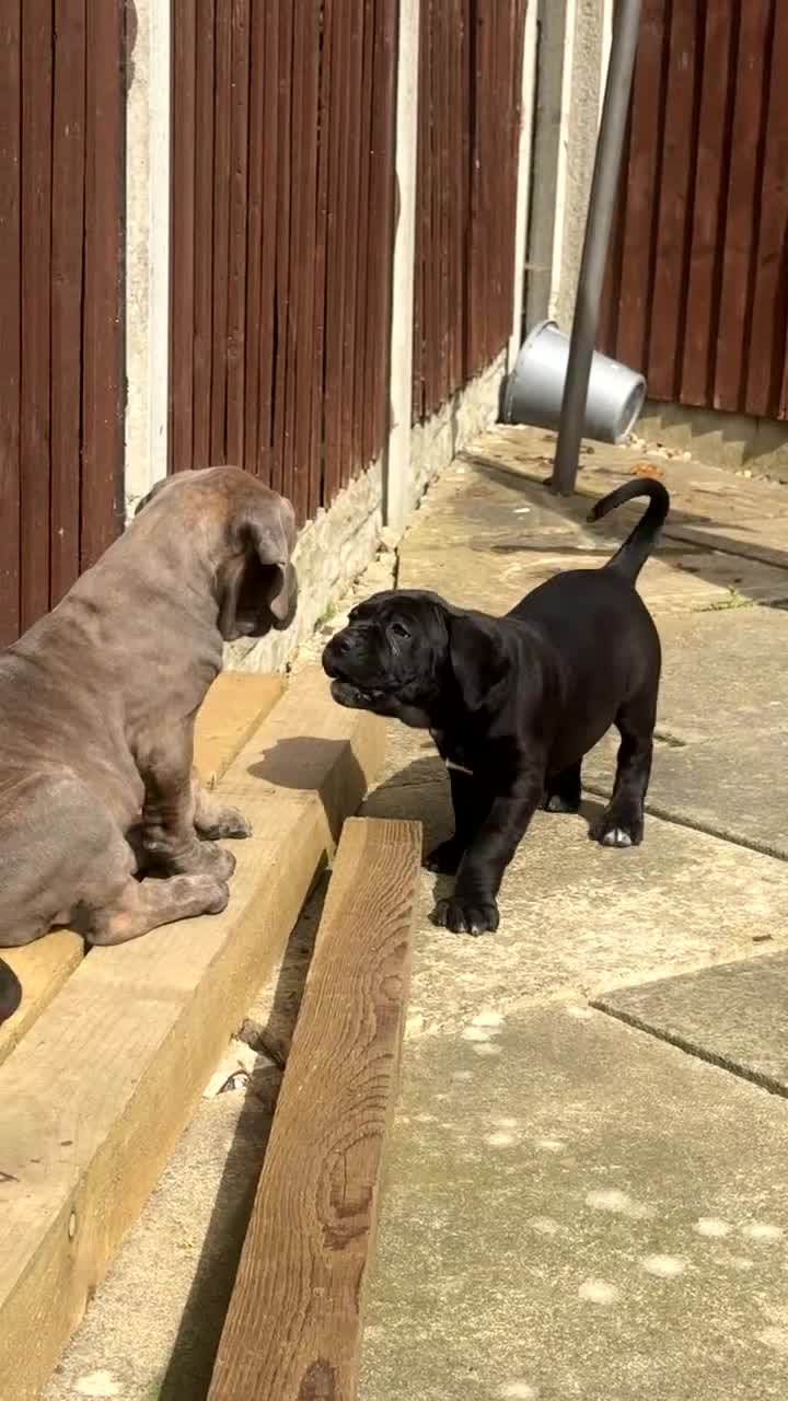 Cane Corso dogs for sale: 4 cane corso left - Video 2