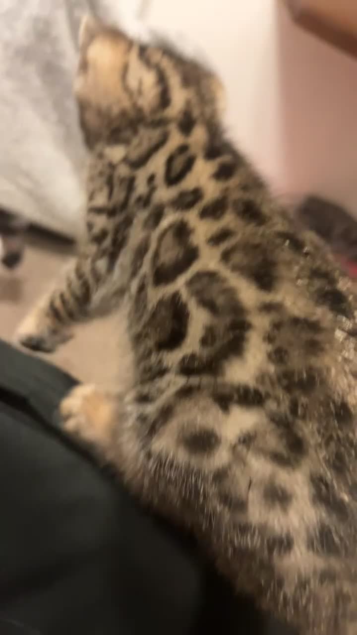 Bengal cats for sale: Bengal kitten 8 weeks - Video 3