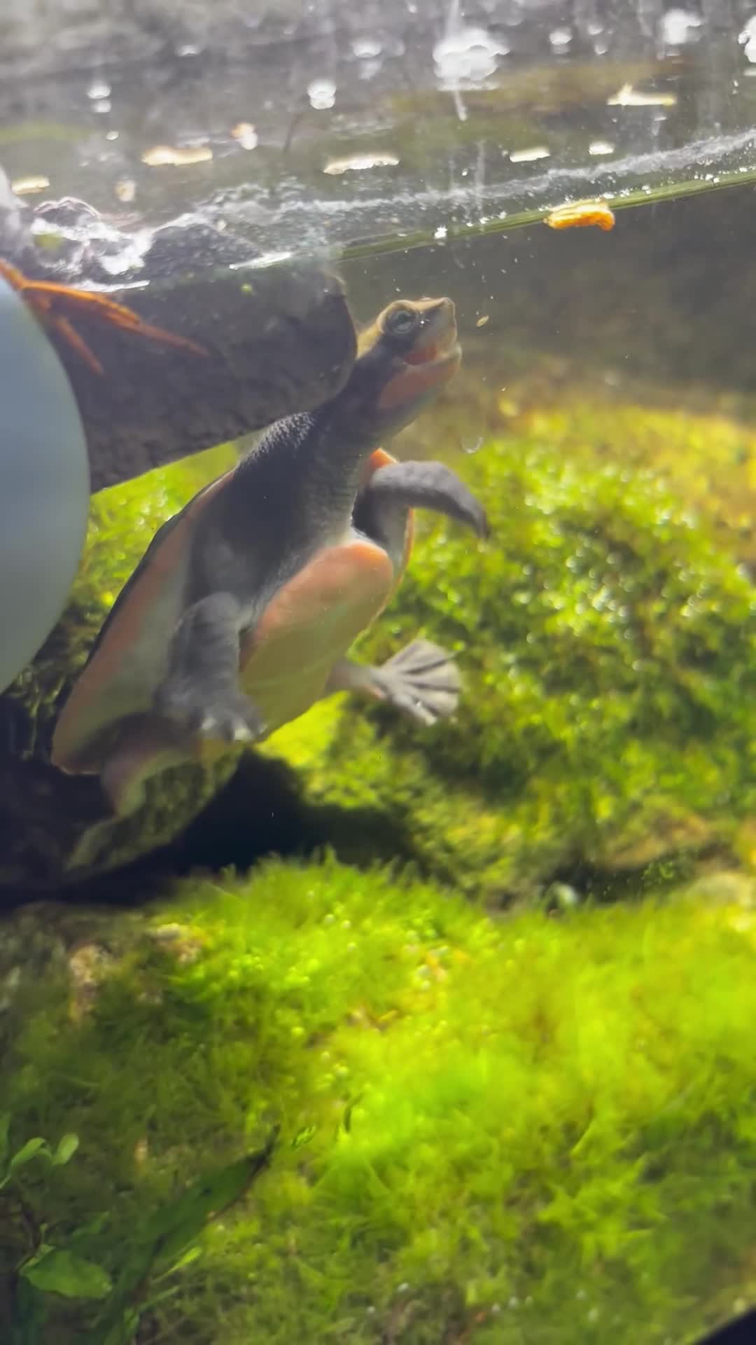 Turtle reptiles for sale: Cooter and pink belly turtles  in Camborne - Video 1