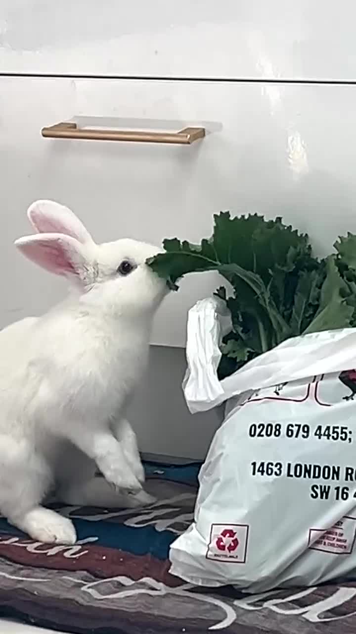 New Zealand rabbits for sale: rabbit for sale - Video 1
