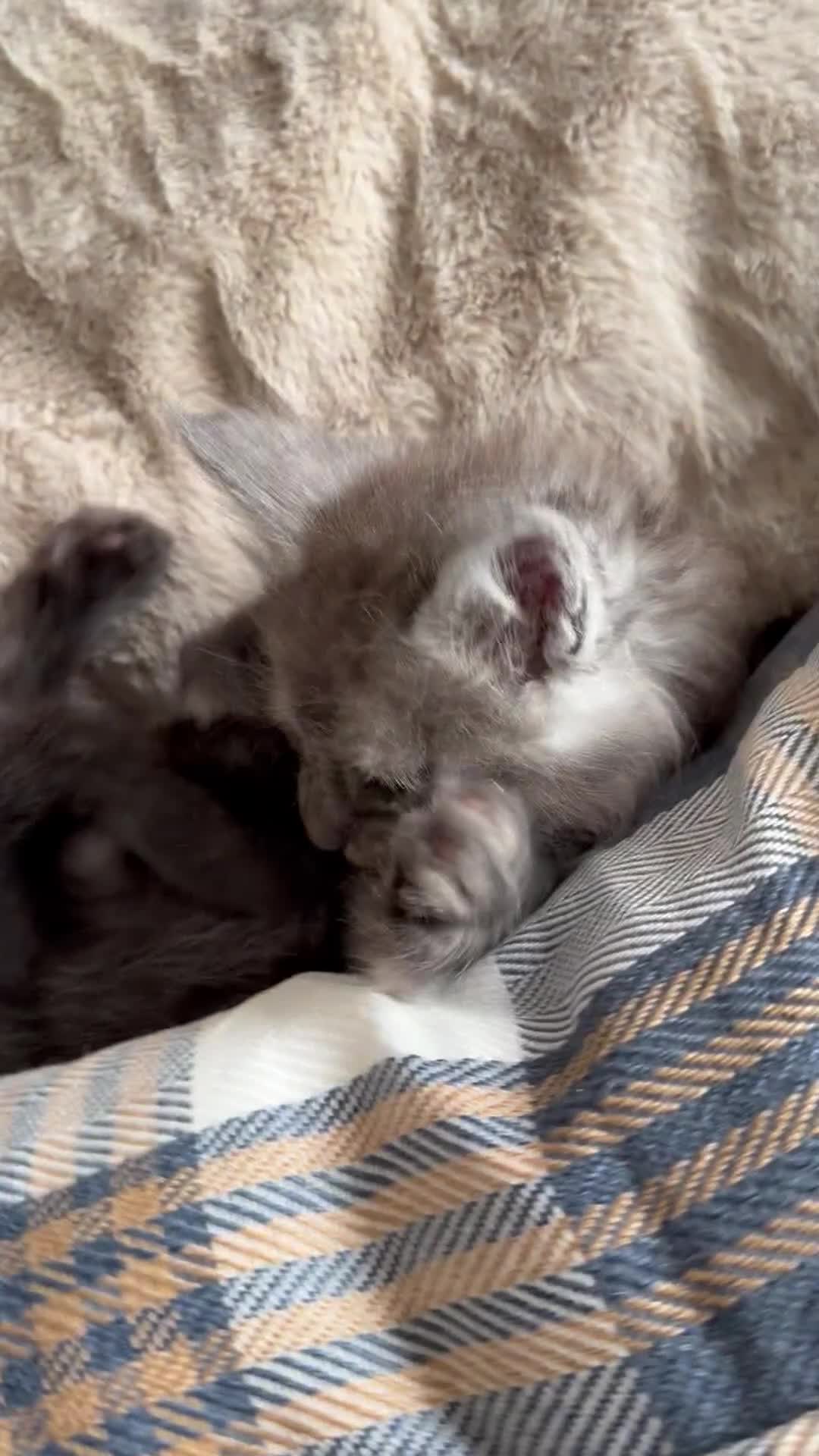 Maine Coon cats for sale: Pedigree Maine Coon Kittens, TICA Registered 🏆 - Video 2