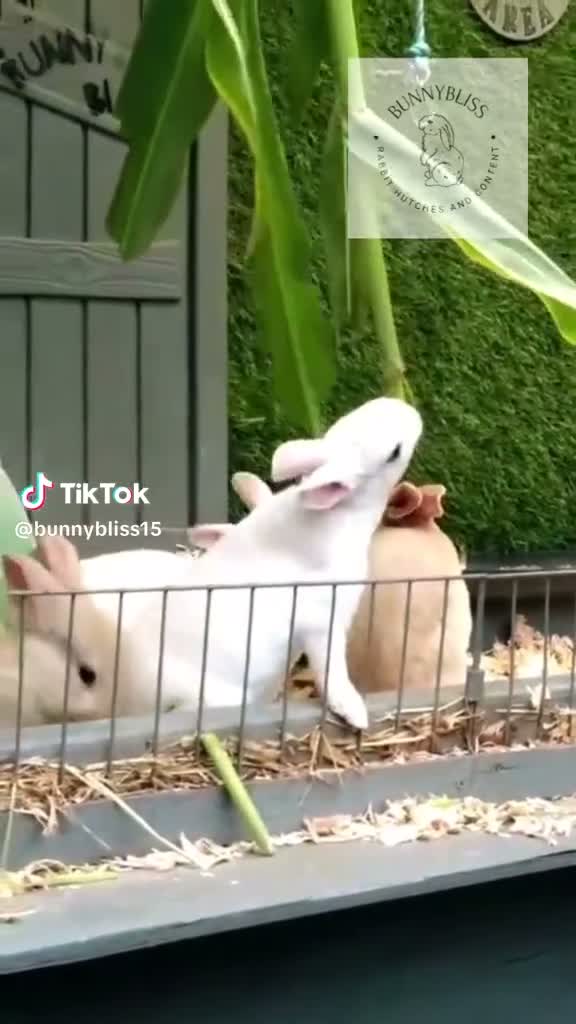 Rex rabbits for sale: Mini rex female READY NOW - Video 2