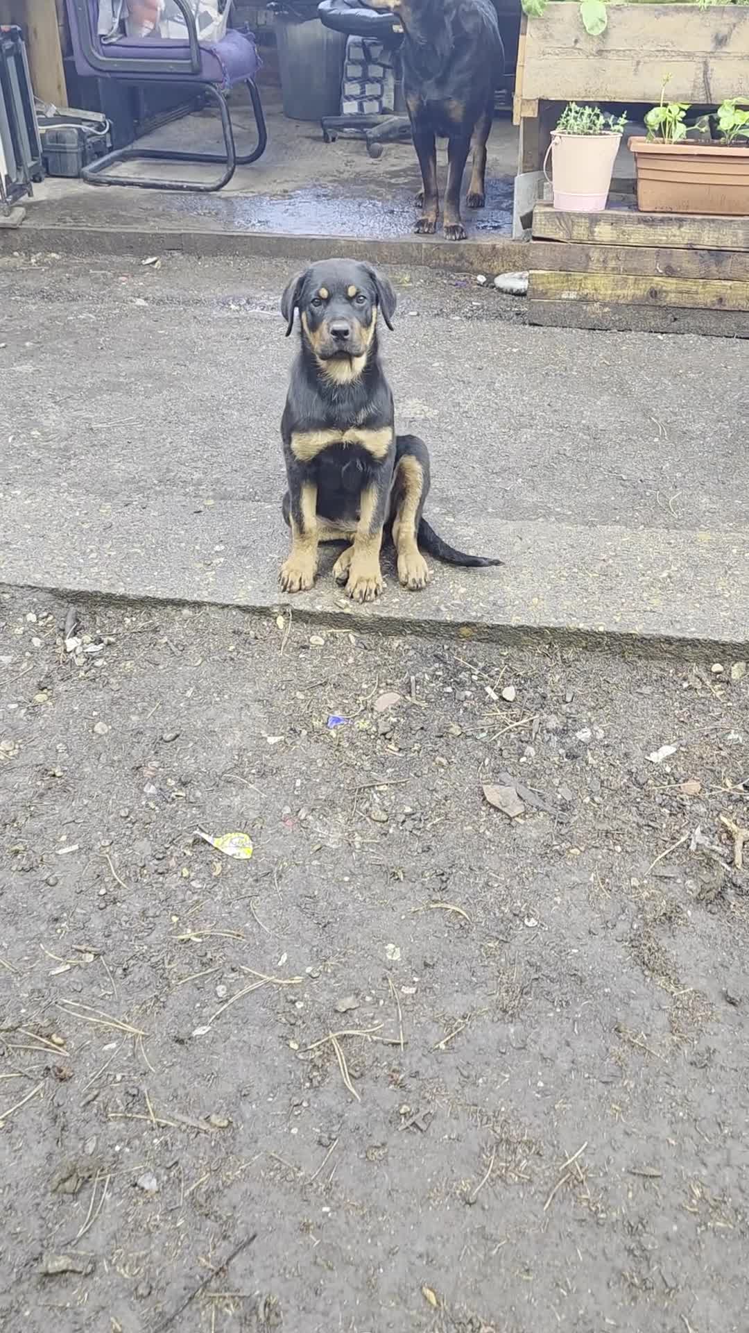 Rottweiler dogs for sale: Rottweiler puppies  - Video 1