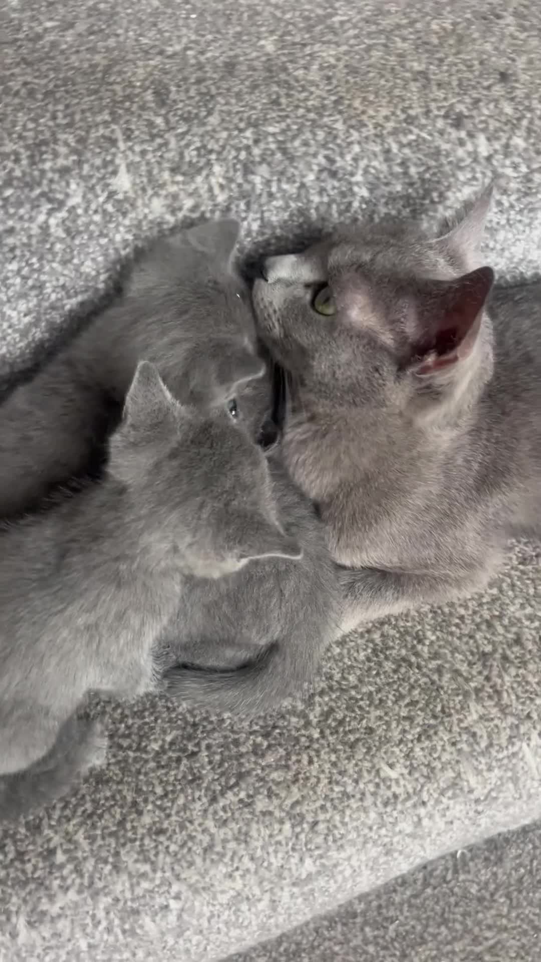 Mixed Breed cats for sale: Russian Blue x Russian Blue/British shorthair  - Video 1