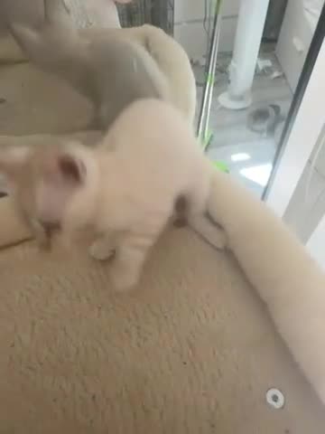 Bengal cats for sale: TICA Registered Gorgeous Bengals  - Video 1