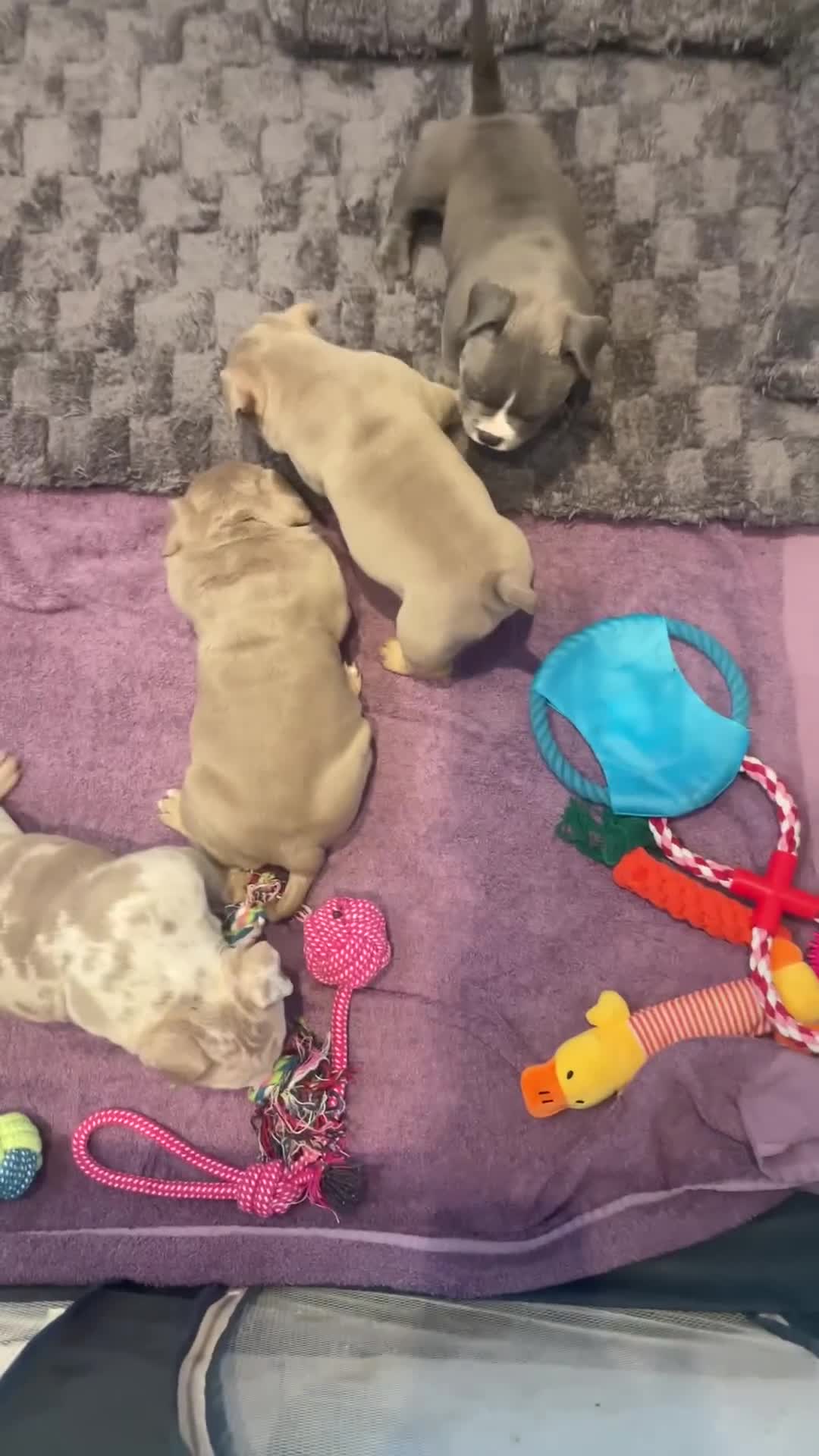 American Bully dogs for sale: pocket bully puppies (top quality) in Frodsham - Video 1