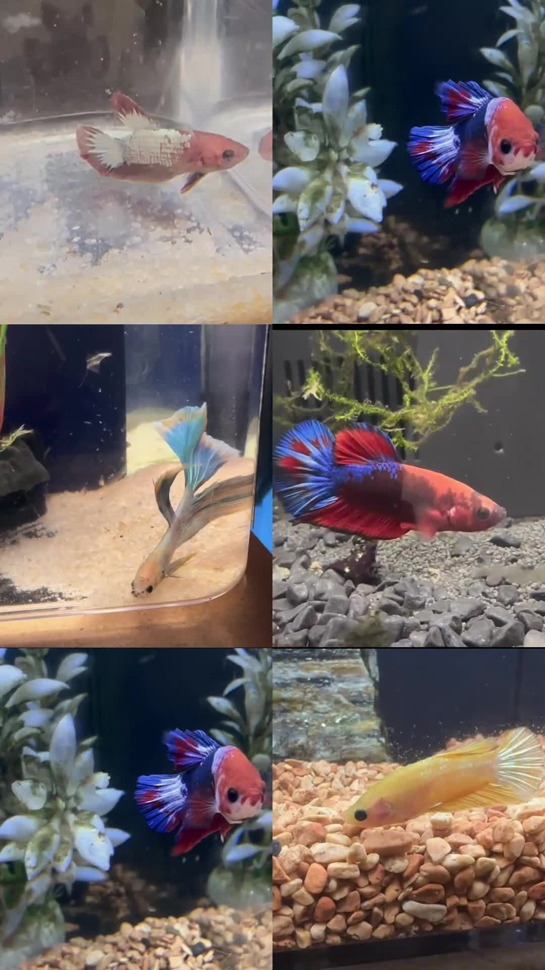 Bettas fish for sale: Betta seeking homes  - Video 1