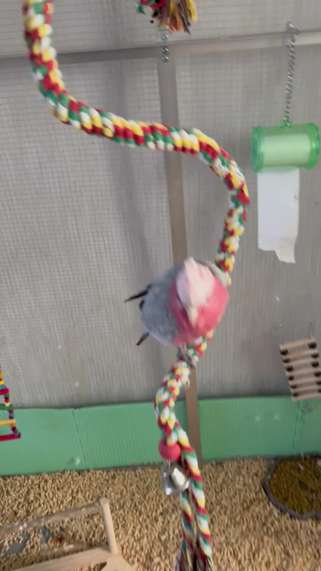 Cockatoo birds for sale: baby galah cockatoo - Video 3
