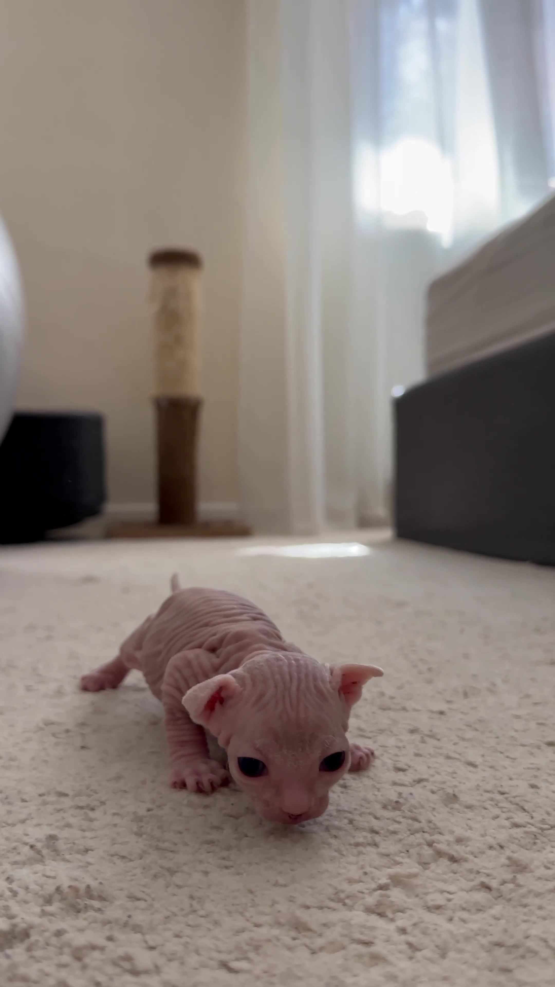 Sphynx cats for sale: Pedigree Sphynx Kitten in Bedford - Video 2