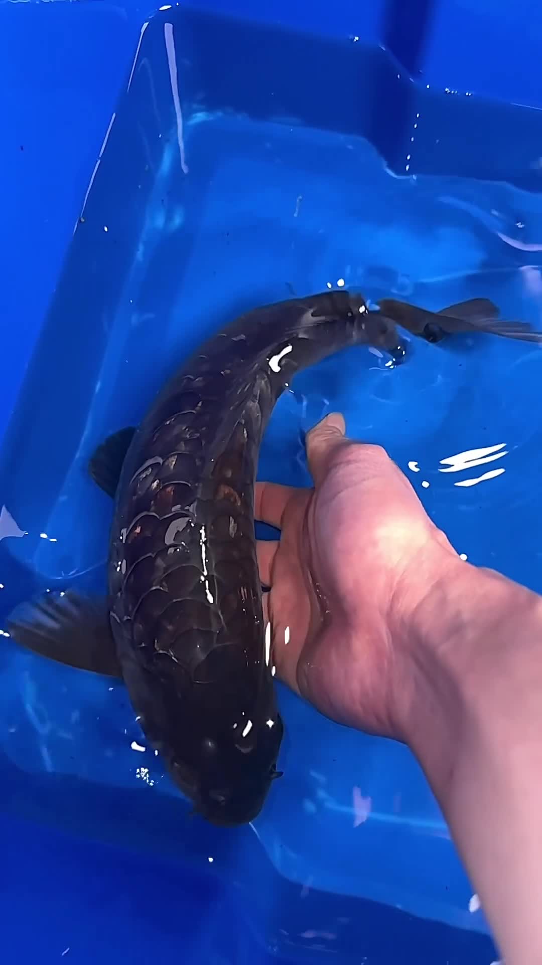 Koi Carp fish for sale: Japanese Dragon Scale Koi - Video 1