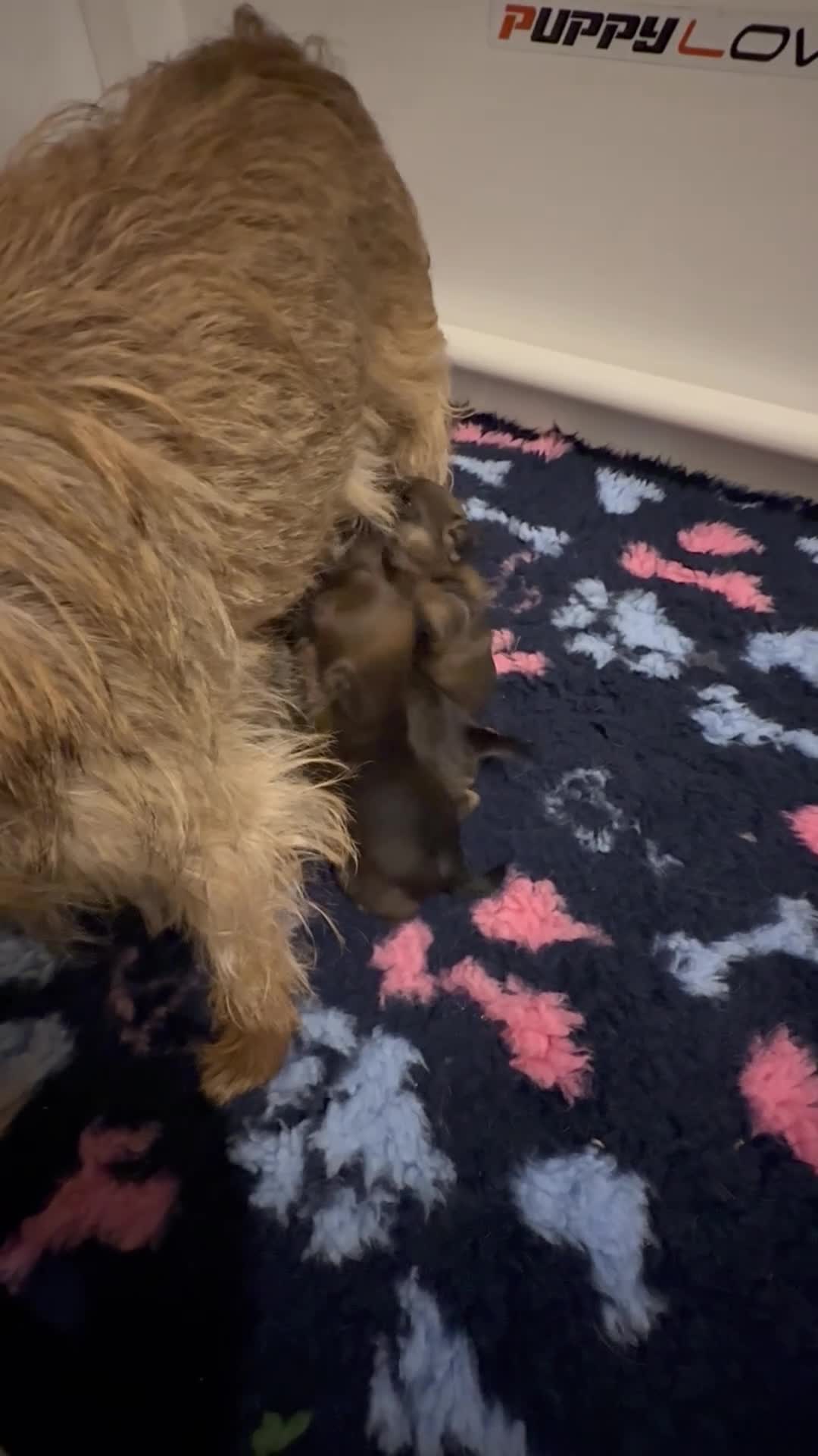 Border Terrier dogs for sale: KC Border Terrier Puppies - Video 1