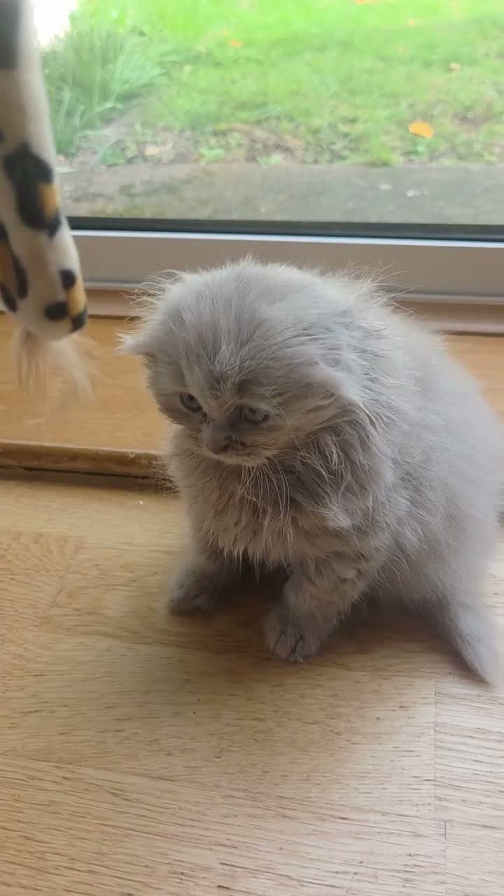 Scottish Fold cats for sale: Scottish kitten lilac blue, ready now, girl boy - Video 1