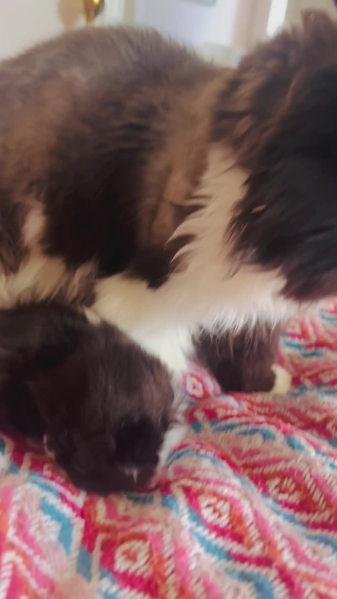 Persian cats for sale: Stunning GCCF Active kittens - Grandchampion lines - Video 1