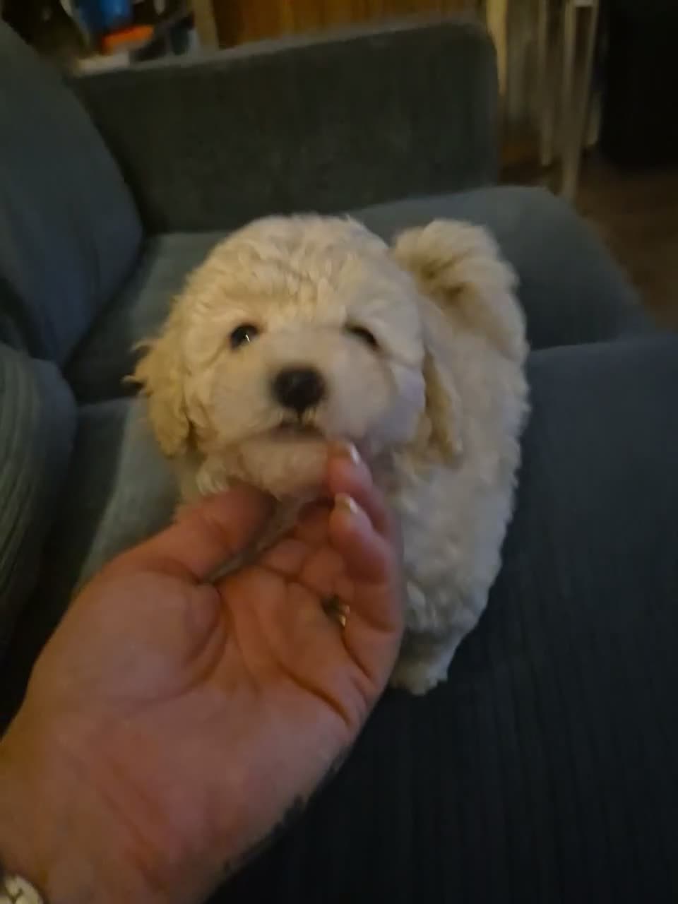 Maltipoo dogs for sale: Stunning Toy Maltipoo pups DNA Health tested CLEAR - Video 1