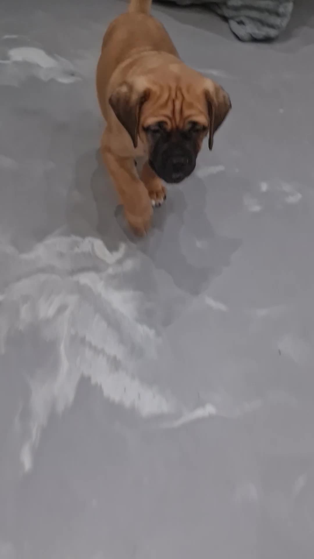 Cane Corso dogs for sale: Cane Corso Puppies in Wolverhampton - Video 3