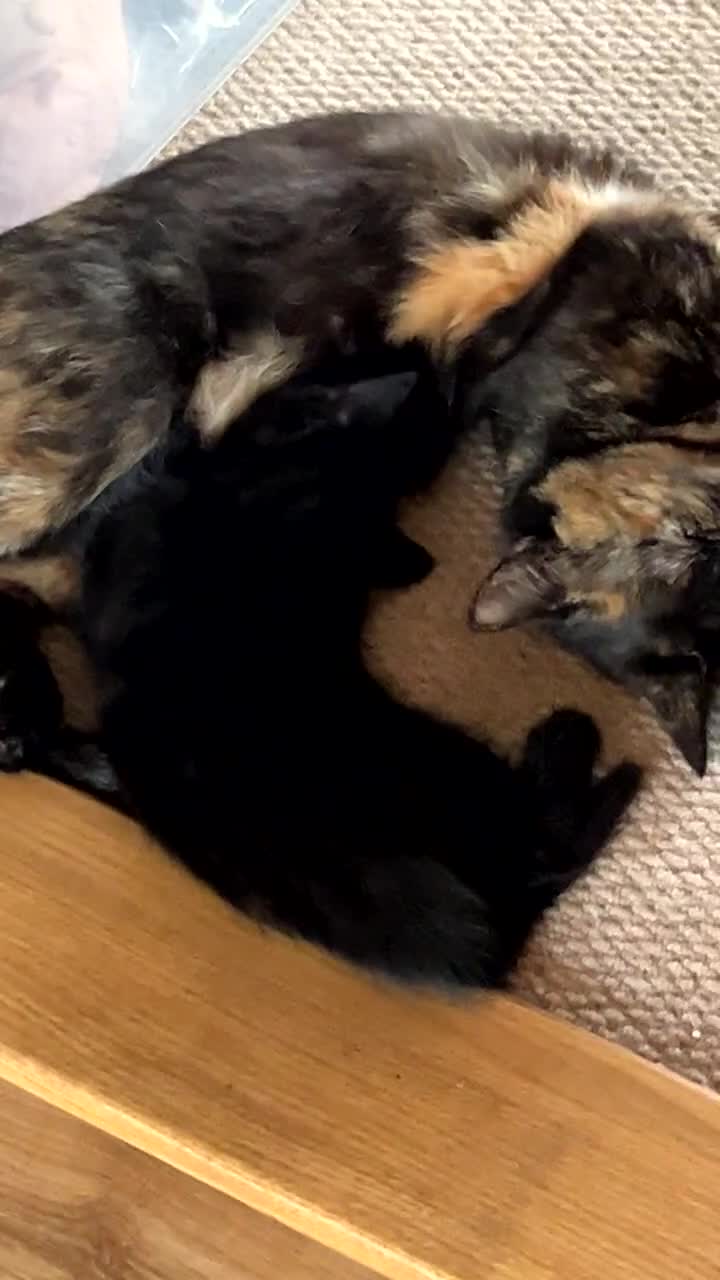 Mixed Breed cats for sale: 2 Sweet Black Kitties - Video 3