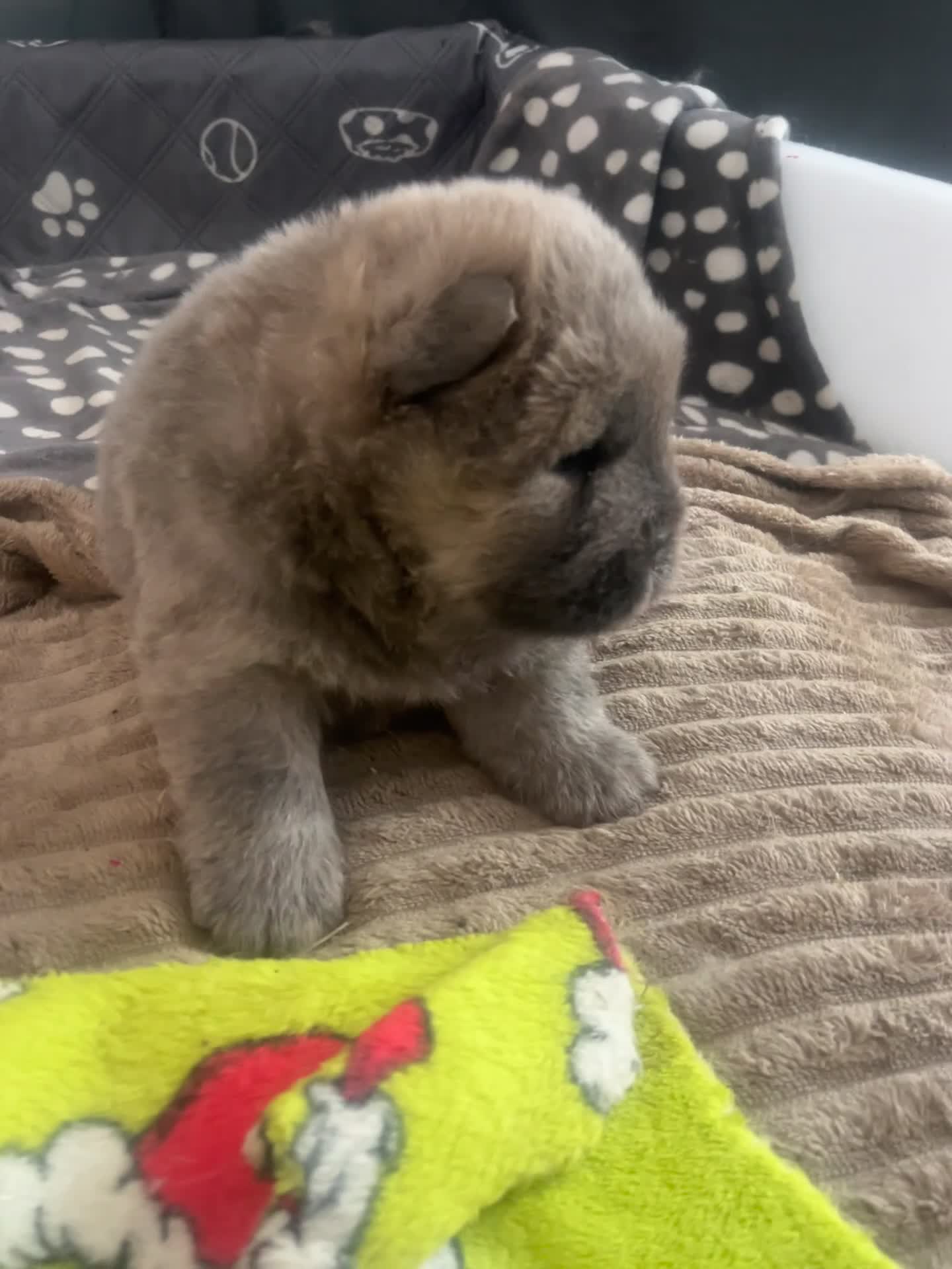 Chow Chow dogs for sale: Gorgeous Chow Chow pups for sale  - Video 2
