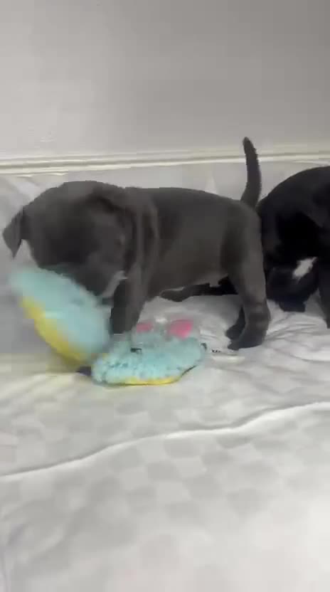 Staffordshire Bull Terrier dogs for sale: CHAMPION OF CHAMPIONS  - Video 1