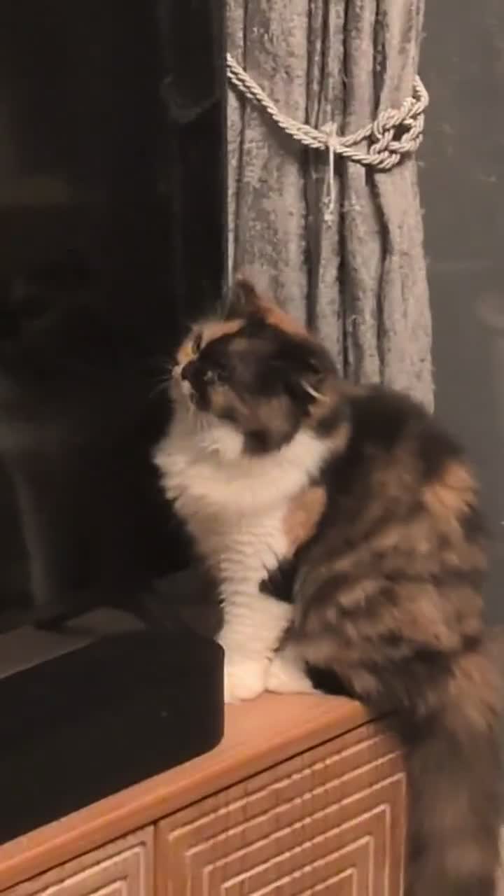 Scottish Fold cats for sale: Queenie Harlow The Diva - Video 1