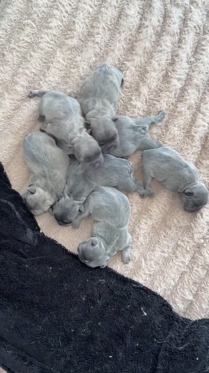 French Bulldog dogs for sale: STUNNING FRENCHIES ✨ - Video 1