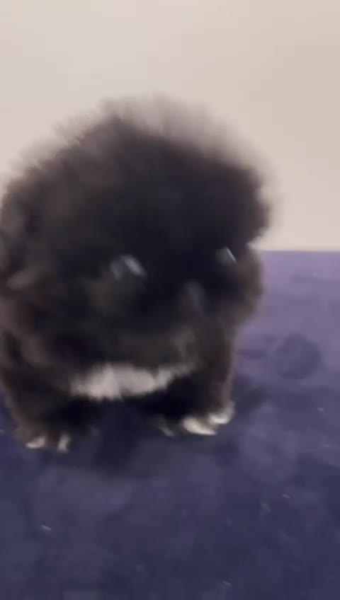 Pekingese dogs for sale: 💙Filbert💙 Stunning KC reg Pekingese Puppy - Video 2