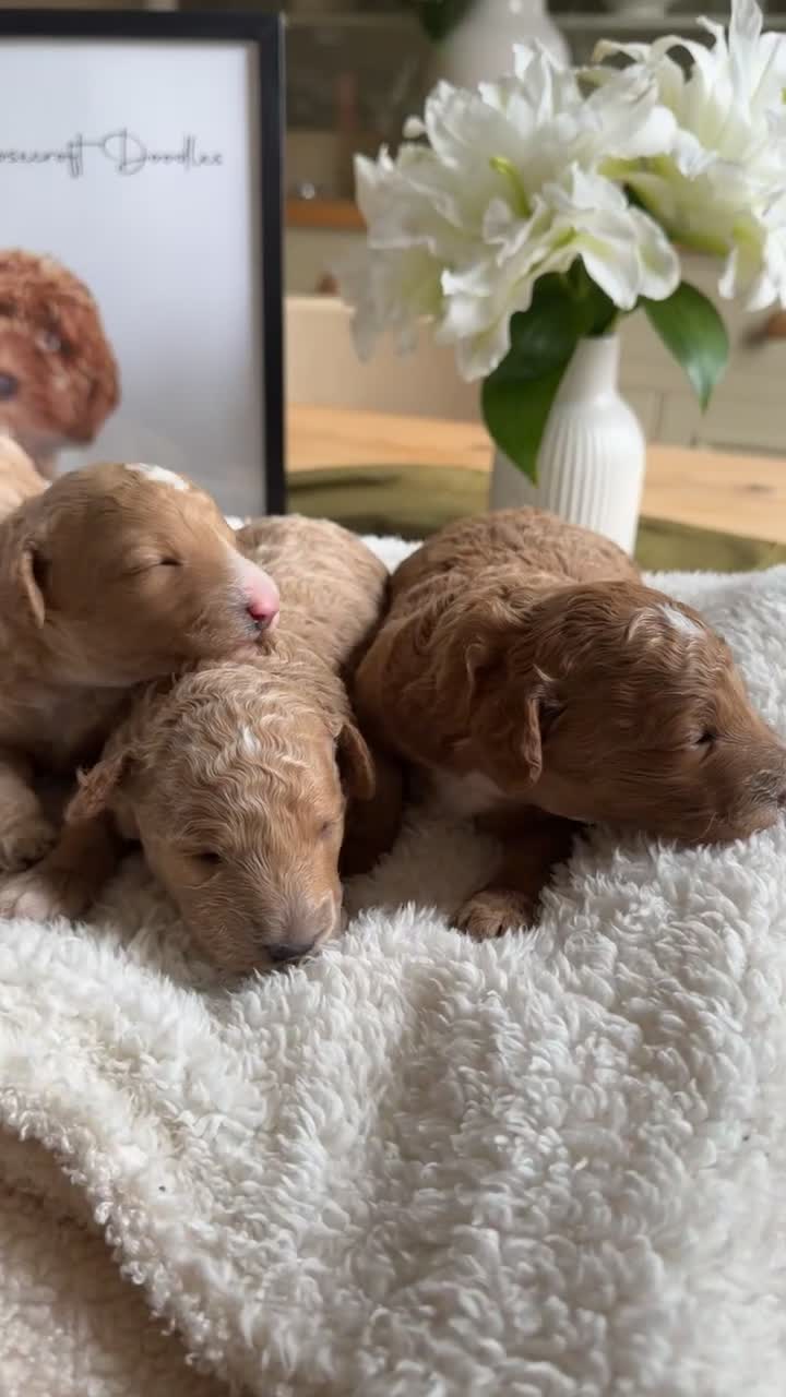 Australian Labradoodle dogs for sale: Stunning Tuxedo Miniature Australian Labradoodles - Video 1