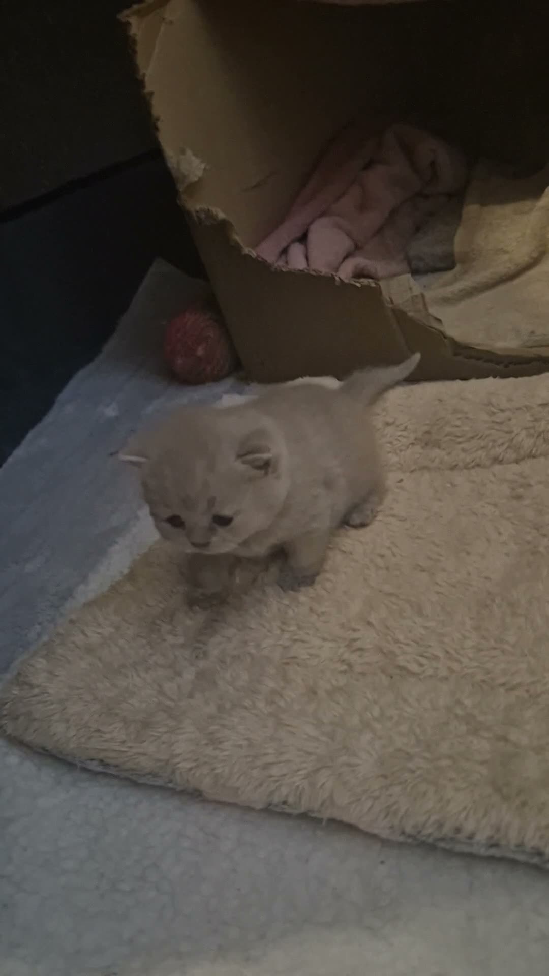 British Shorthair cats for sale: GCCF British Shorthair Kittens - Blue and Lilac  - Video 1