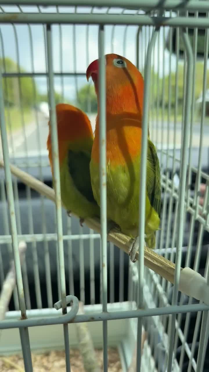 Lovebirds birds for sale: 2 lovebirds for rehoming  - Video 1
