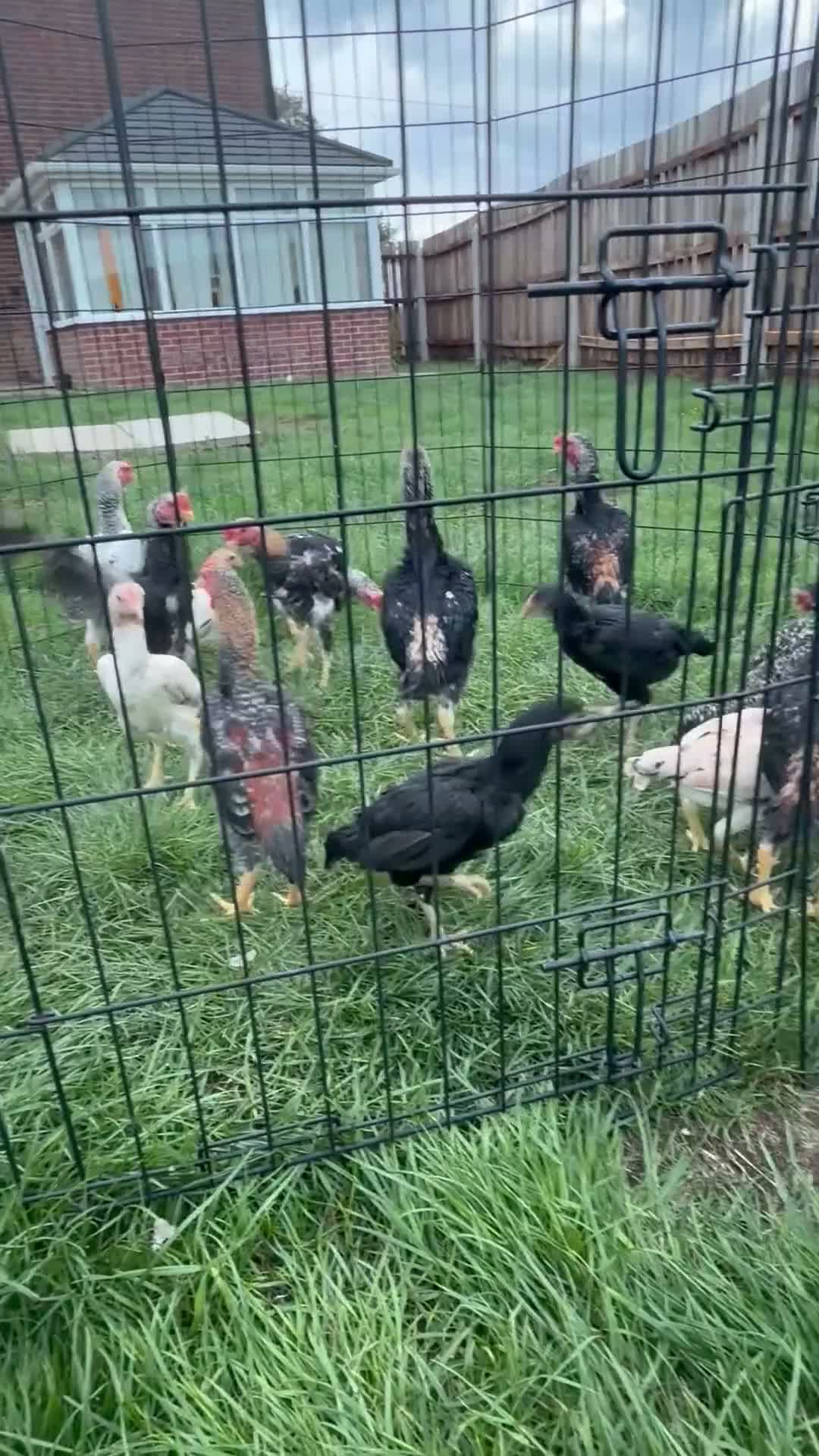 Chickens poultry for sale: KO shamos  in Spalding - Video 1