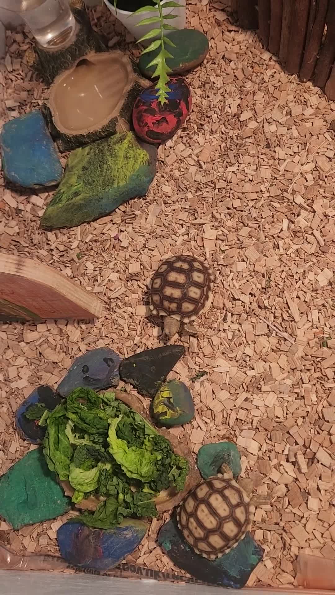 Tortoise reptiles for sale:  2 gorgeous sulcata tortoise  in Leicester - Video 2