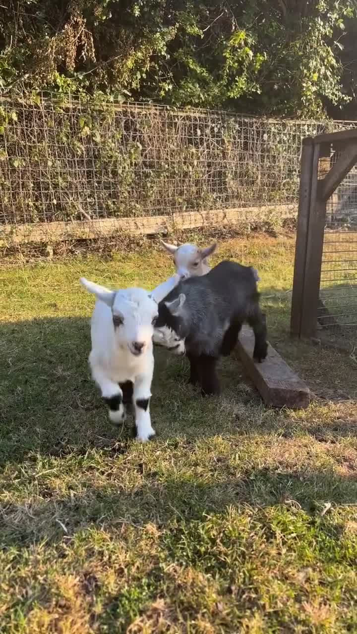 Goats livestock for sale: Three Pygmy goat kids looking for homes  - Video 2