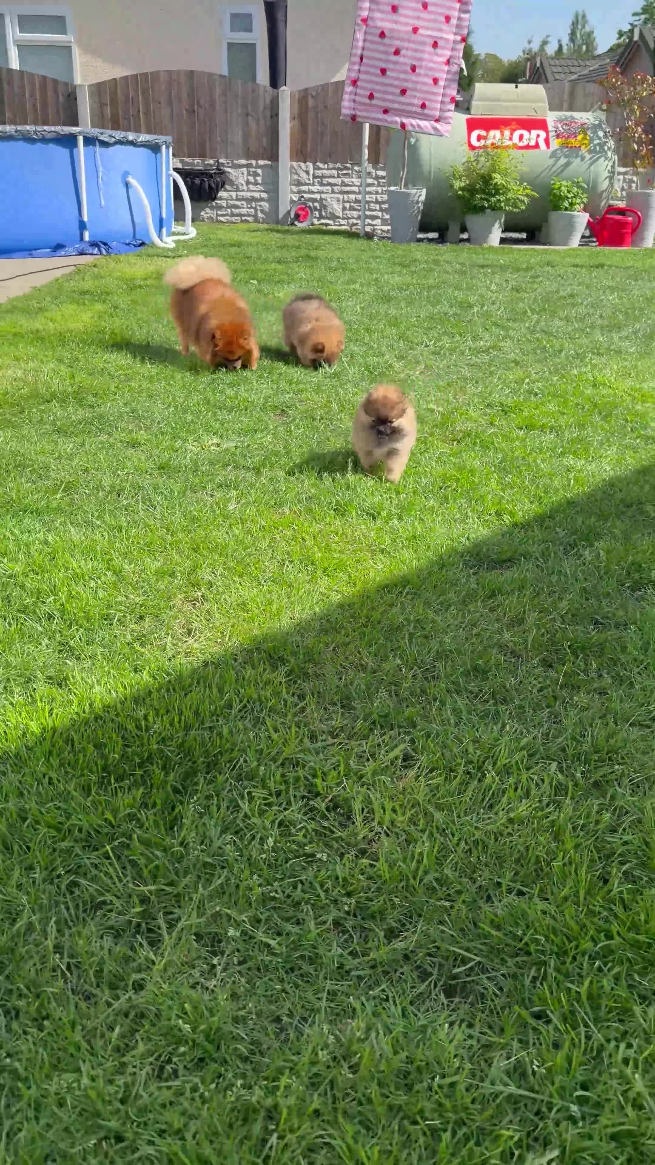 Pomeranian dogs for sale: 1 pom girl available  - Video 1