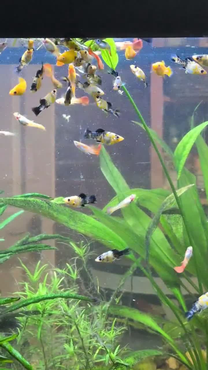 Live Bearers fish for sale: Guppies and Mollies - Video 1
