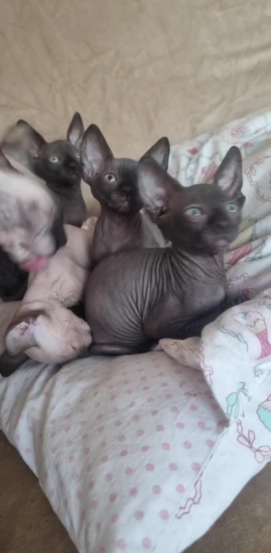Sphynx cats for sale: Kanadian Sphynx 4 months Last One Girl in Hull - Video 3