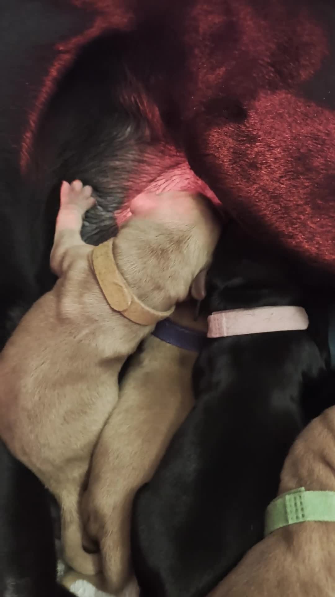 Labrador Retriever dogs for sale: Beautiful Labrador Puppies in Manchester - Video 1