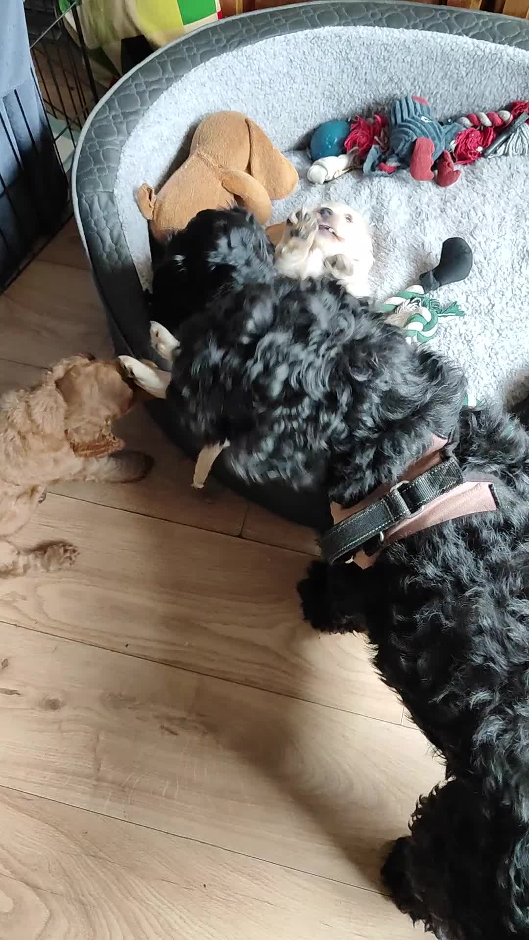 Cockapoo dogs for sale: Cockapoo Puppies, F2, Midlothian - Video 1
