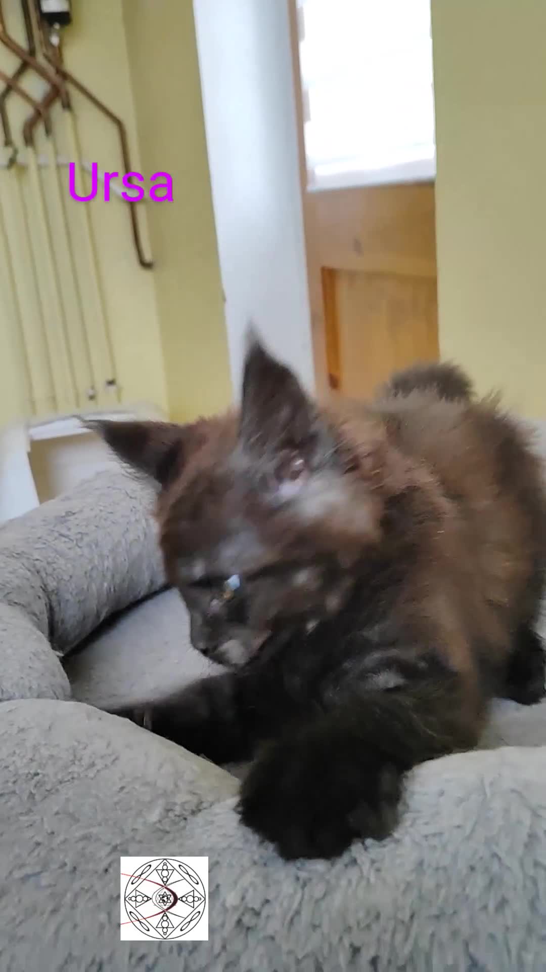 Maine Coon cats for sale: Absolutelly gorgeous kittens  - Video 2