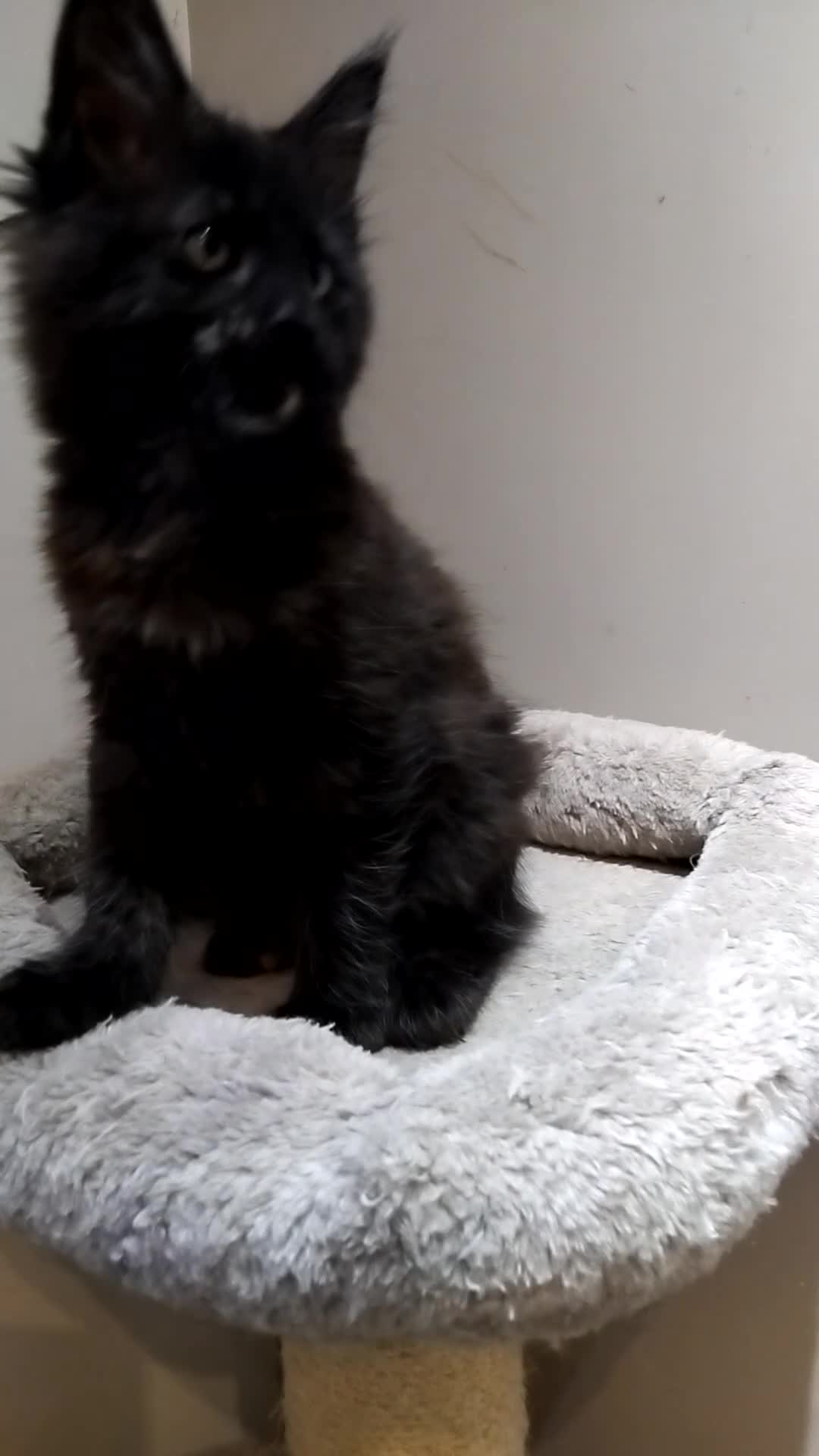 Maine Coon cats for sale: Maine coons kittens GCCF registed - Video 1