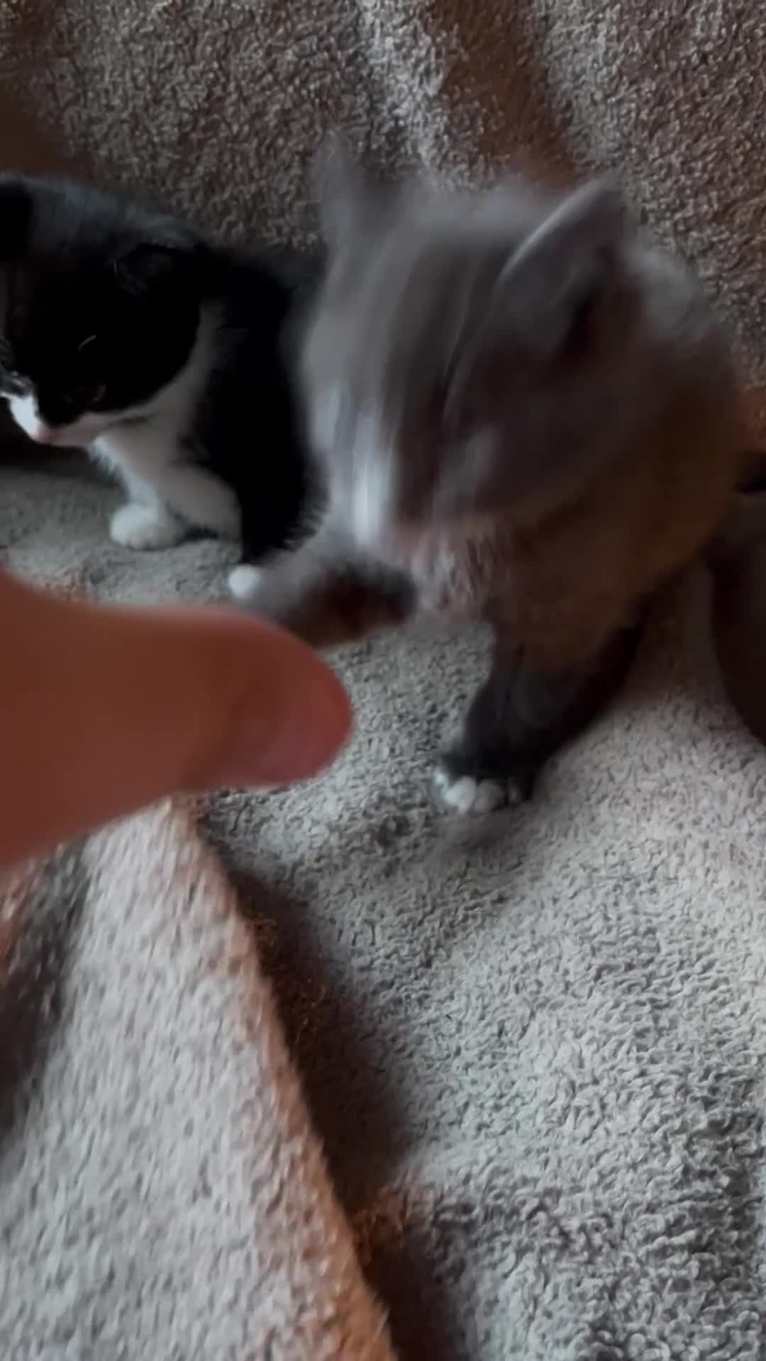 Mixed Breed cats for sale: 2 Kittens Available For their forever homes - Video 1